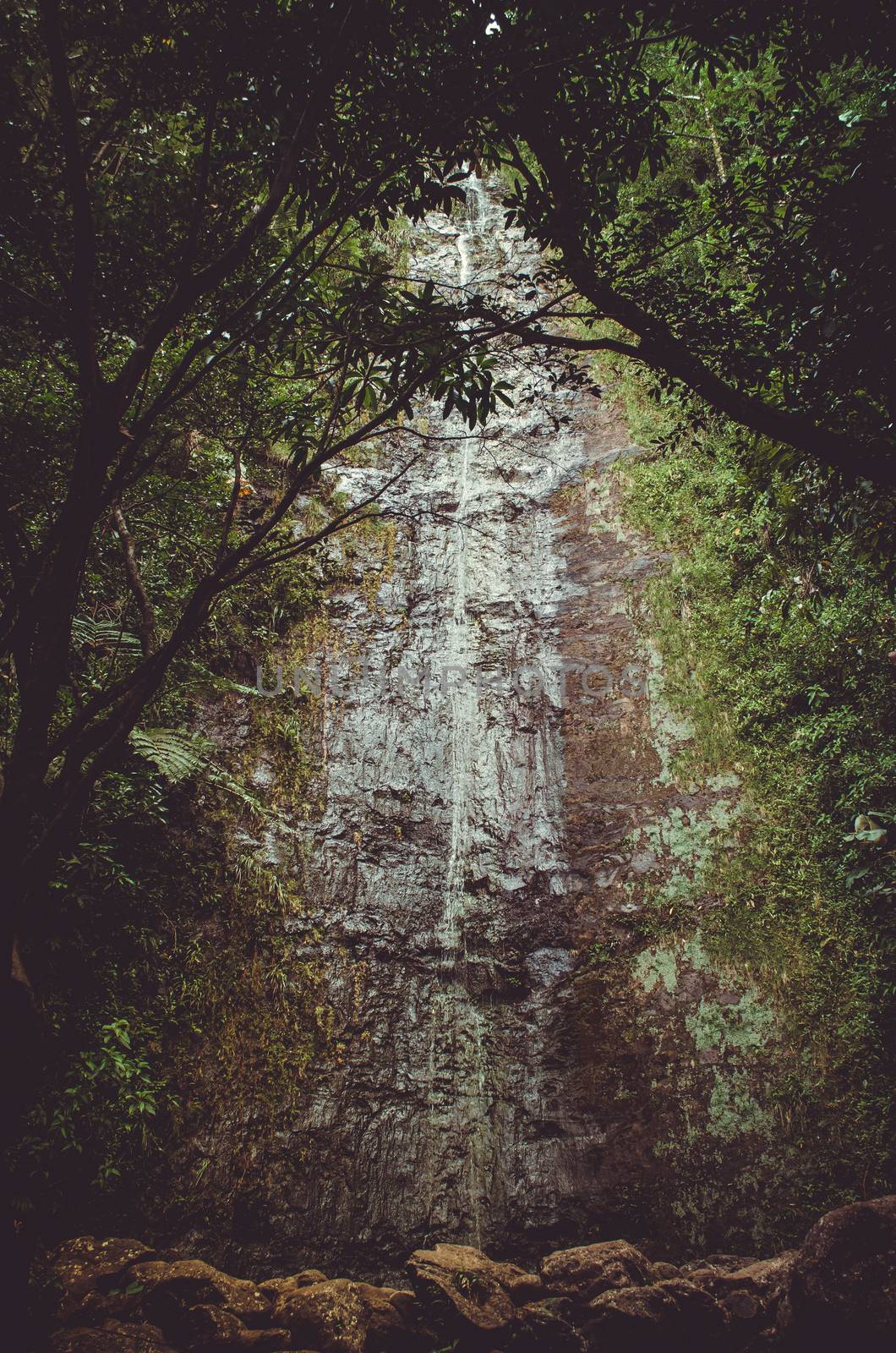 One of the many little waterfalls that cover Hawaii rain forests