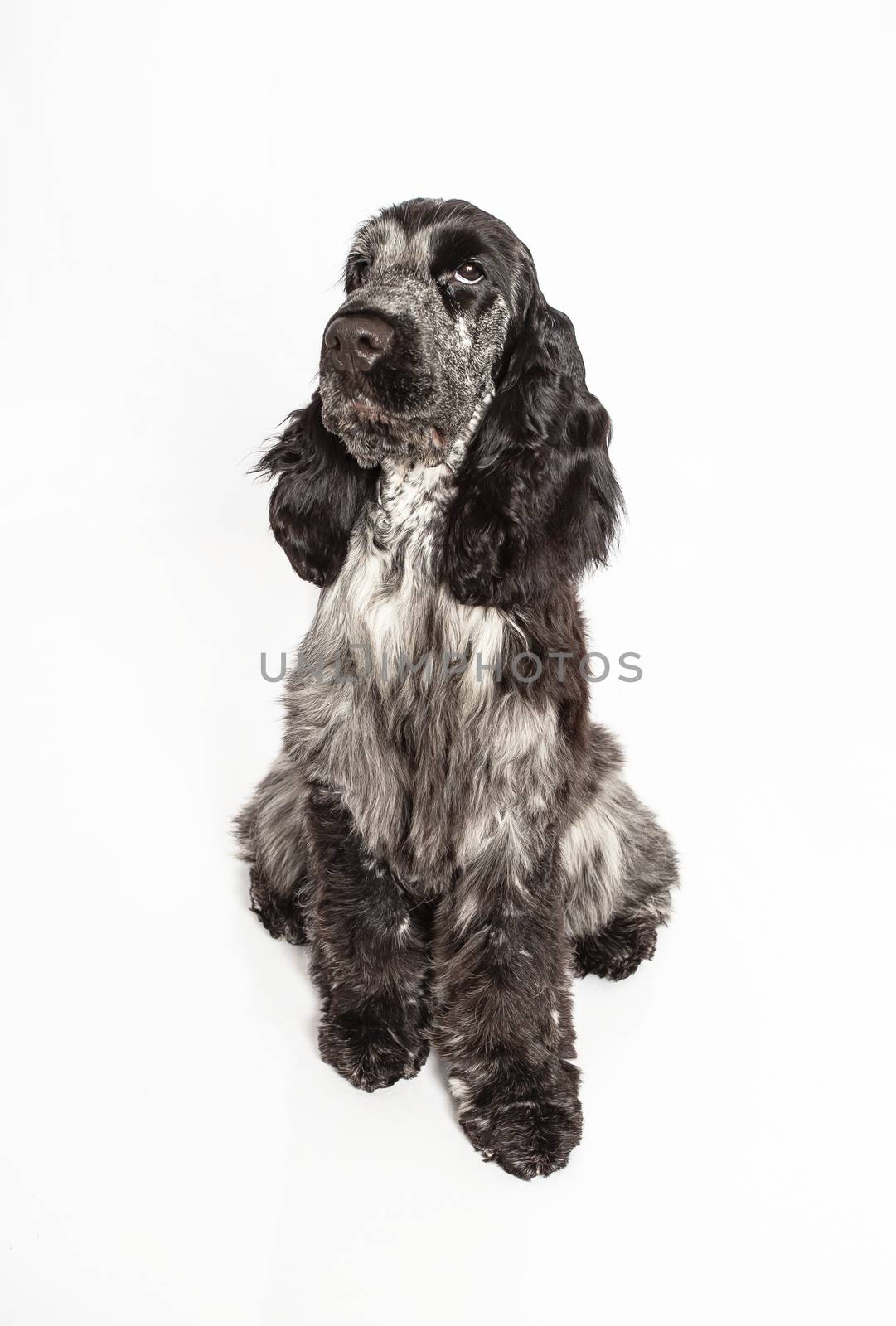 five month old english cocker spaniel puppy isolated on a white background