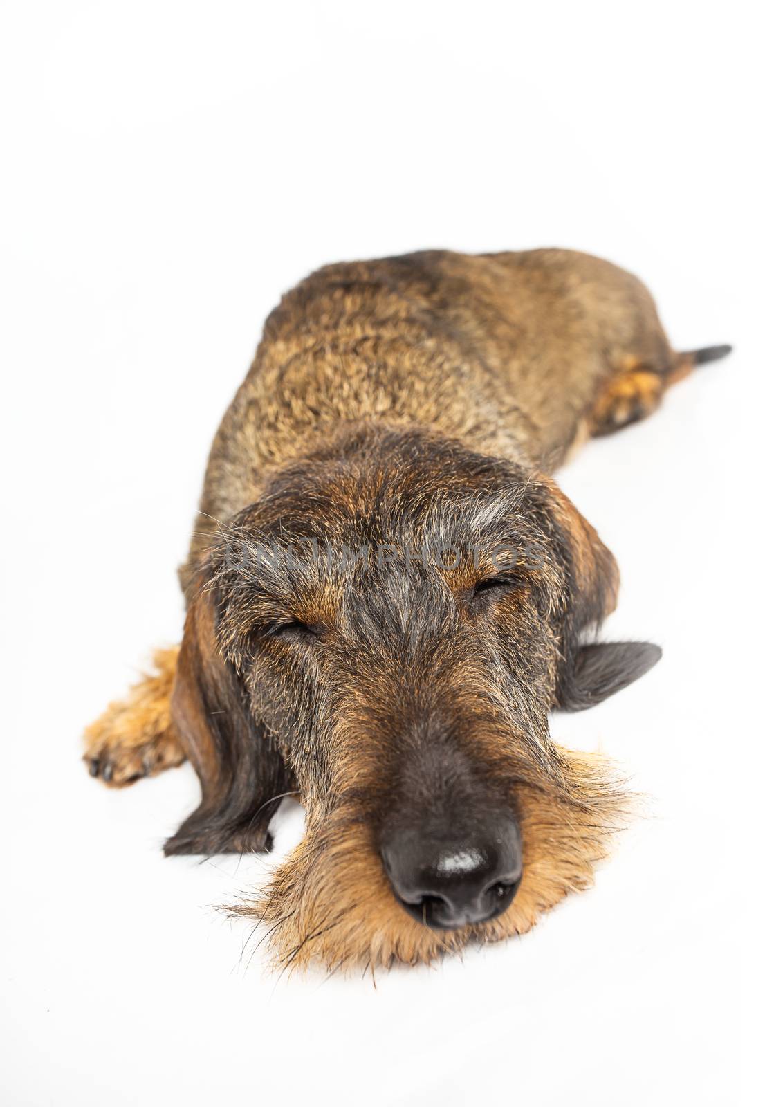 Wire haired dachshund sleeping on a isolated on a white background