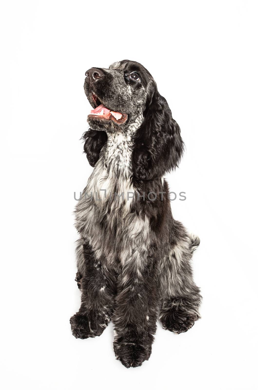 Cocker spaniel sitting and waiting for a treat isolated on a white background