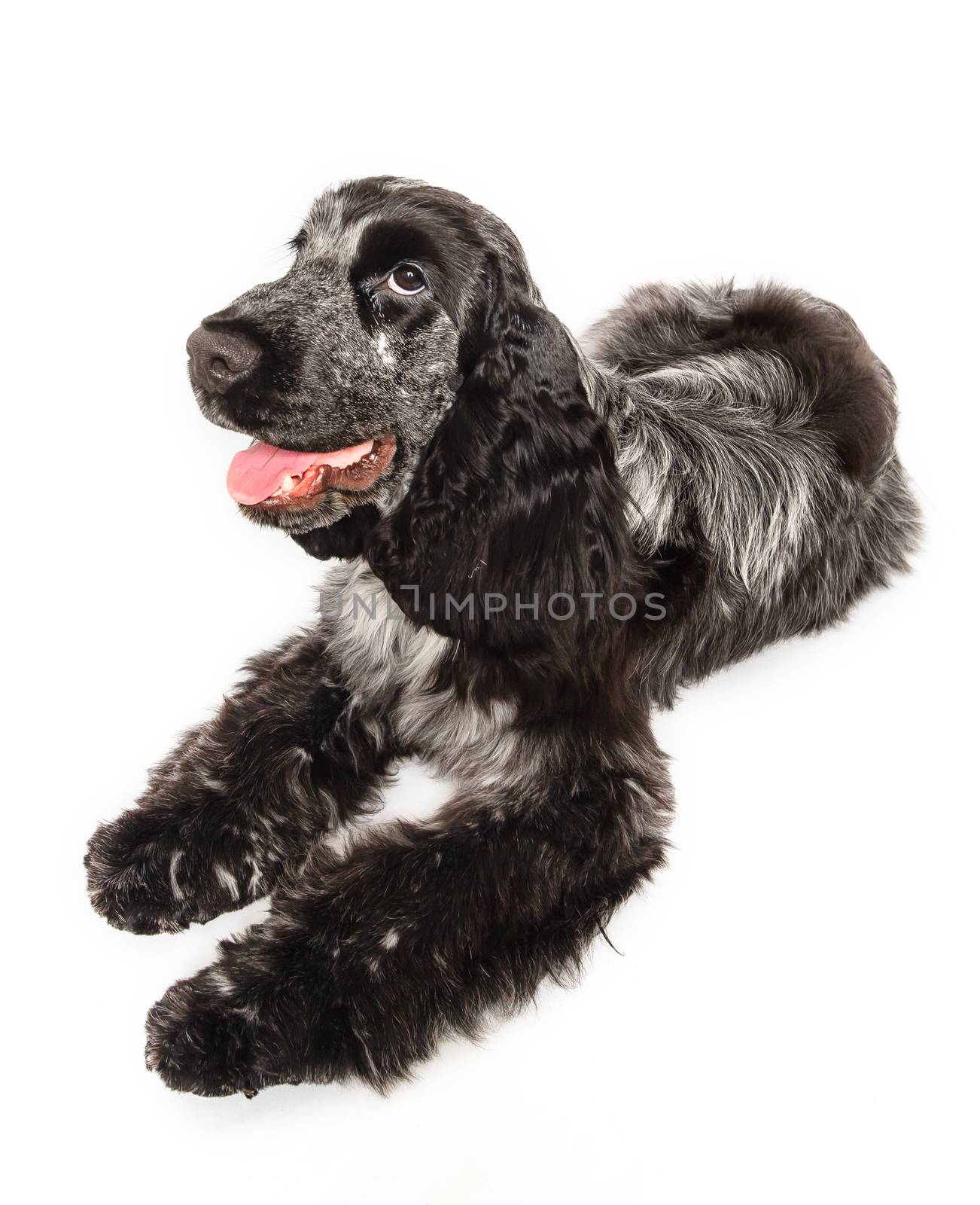 Cocker spaniel laying down isolated on a white background