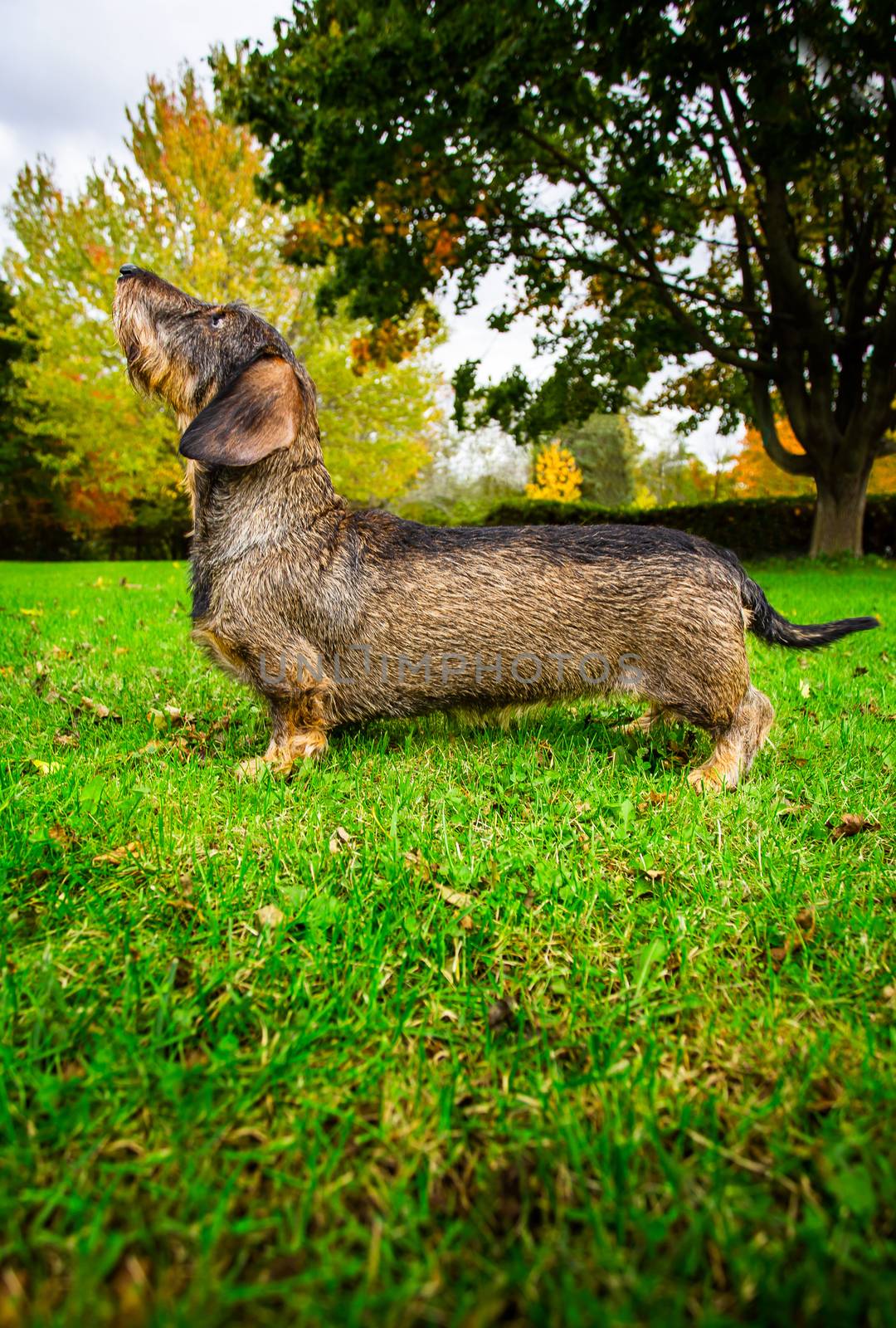 Wire haired weiner dog in the grass during fall
