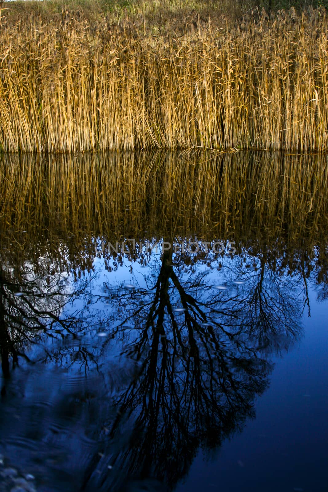 View on autumn landscape of river, grass and trees in sunny day. Grass and trees on river coast in autumn day. Reflection of autumn trees and grass in water. Autumn in Latvia. Autumn landscape with colorful trees and river. 