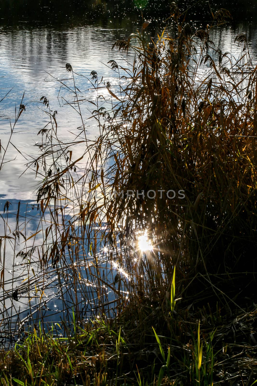 View on autumn landscape of river and trees in evening. Forest on river coast in autumn evening. Reflection of autumn trees, clouds and sun in water. Autumn in Latvia. Autumn landscape with colorful trees and river. 