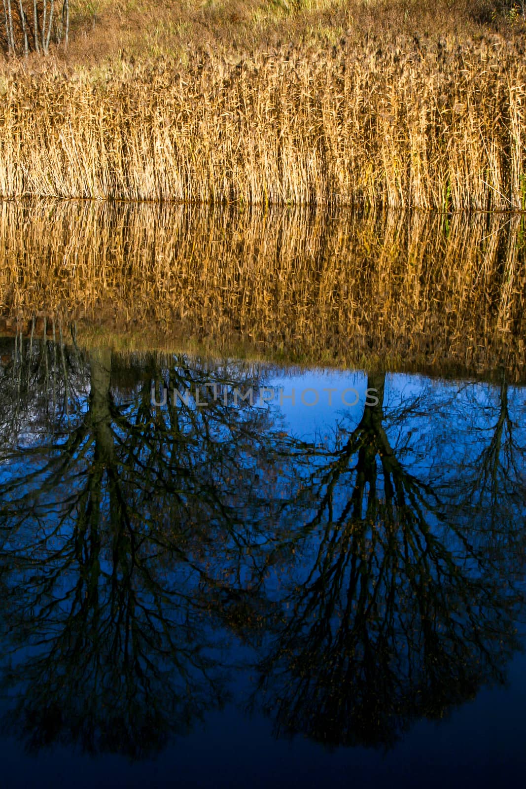 View on autumn landscape of river, grass and trees in sunny day. Grass and trees on river coast in autumn day. Reflection of autumn trees and grass in water. Autumn in Latvia.