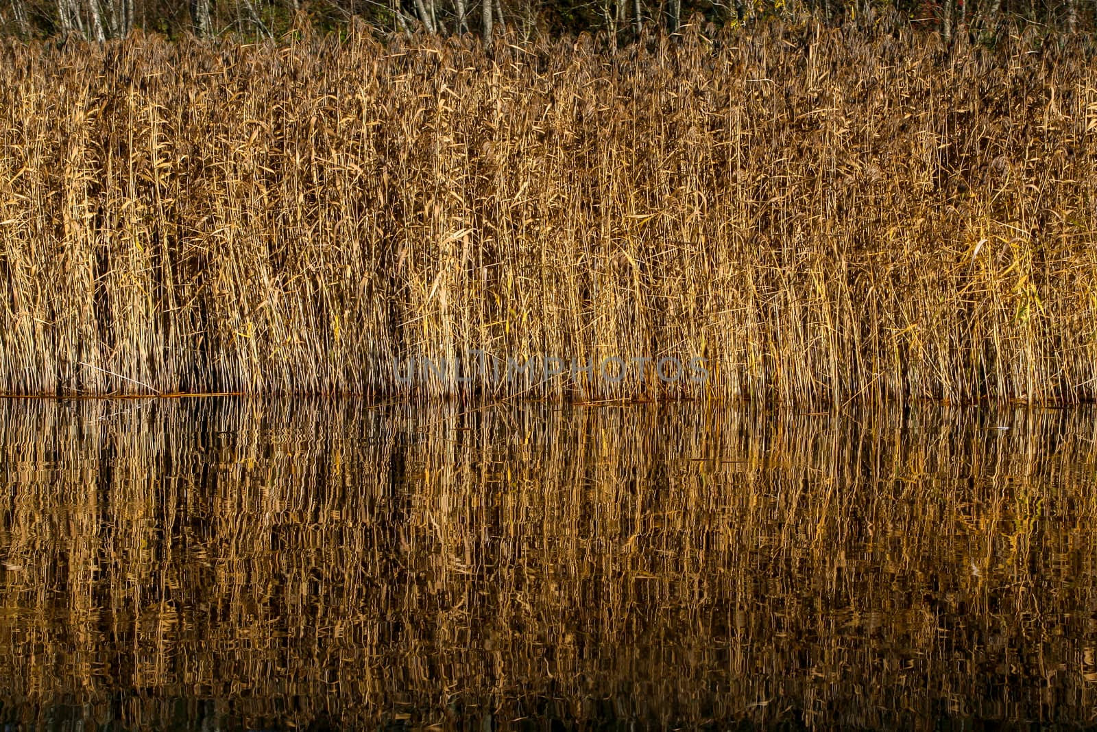 Mirror reflection of withered grass in the water of the river. Autumn in Latvia. Autumn landscape with yellow grass and river. Reflection in river.