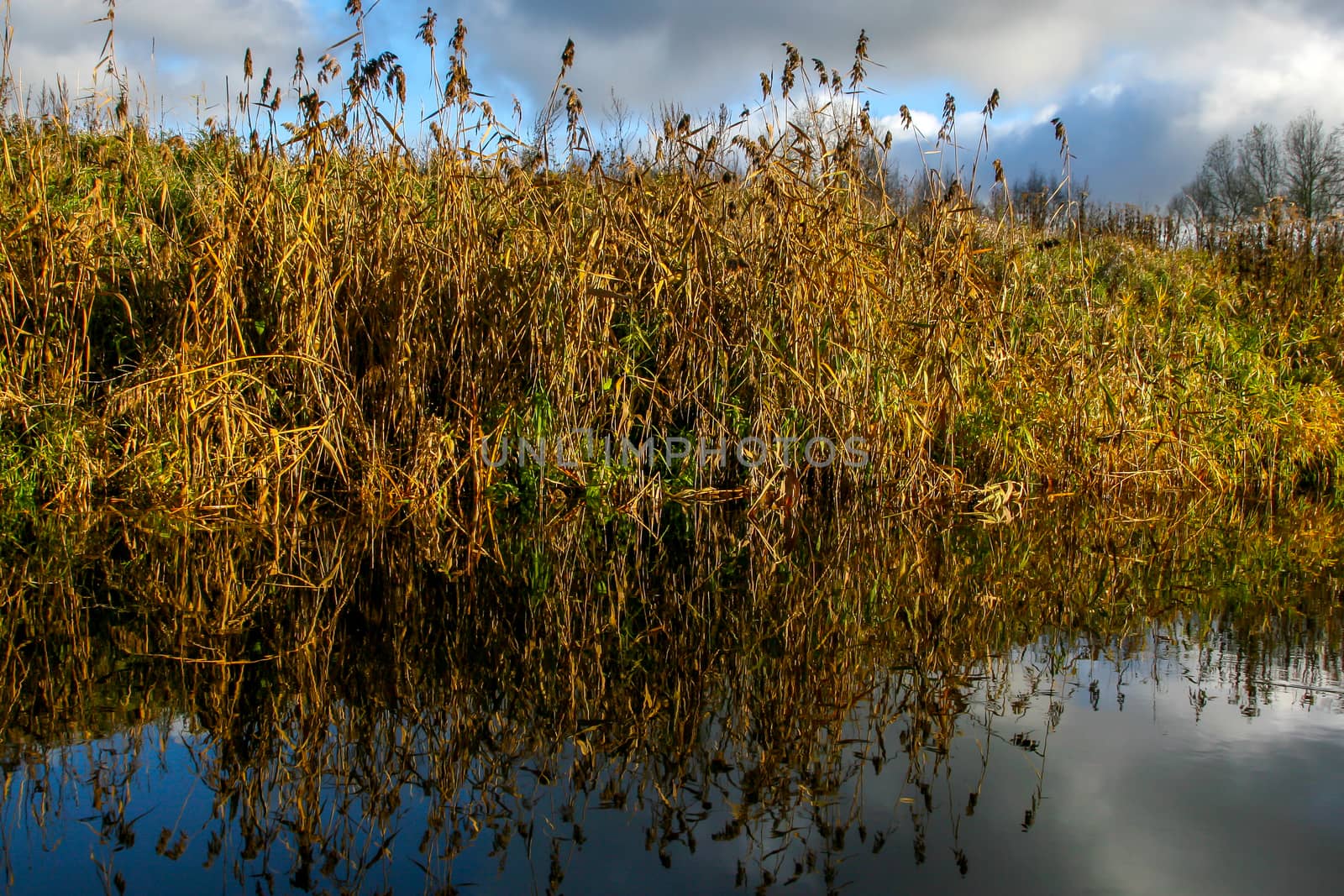 View on autumn landscape of river and grass in sunny day. Grass on river coast in autumn day. Reflection of autumn grass and sky in water. Autumn in Latvia. Autumn landscape with yellow grass and river.