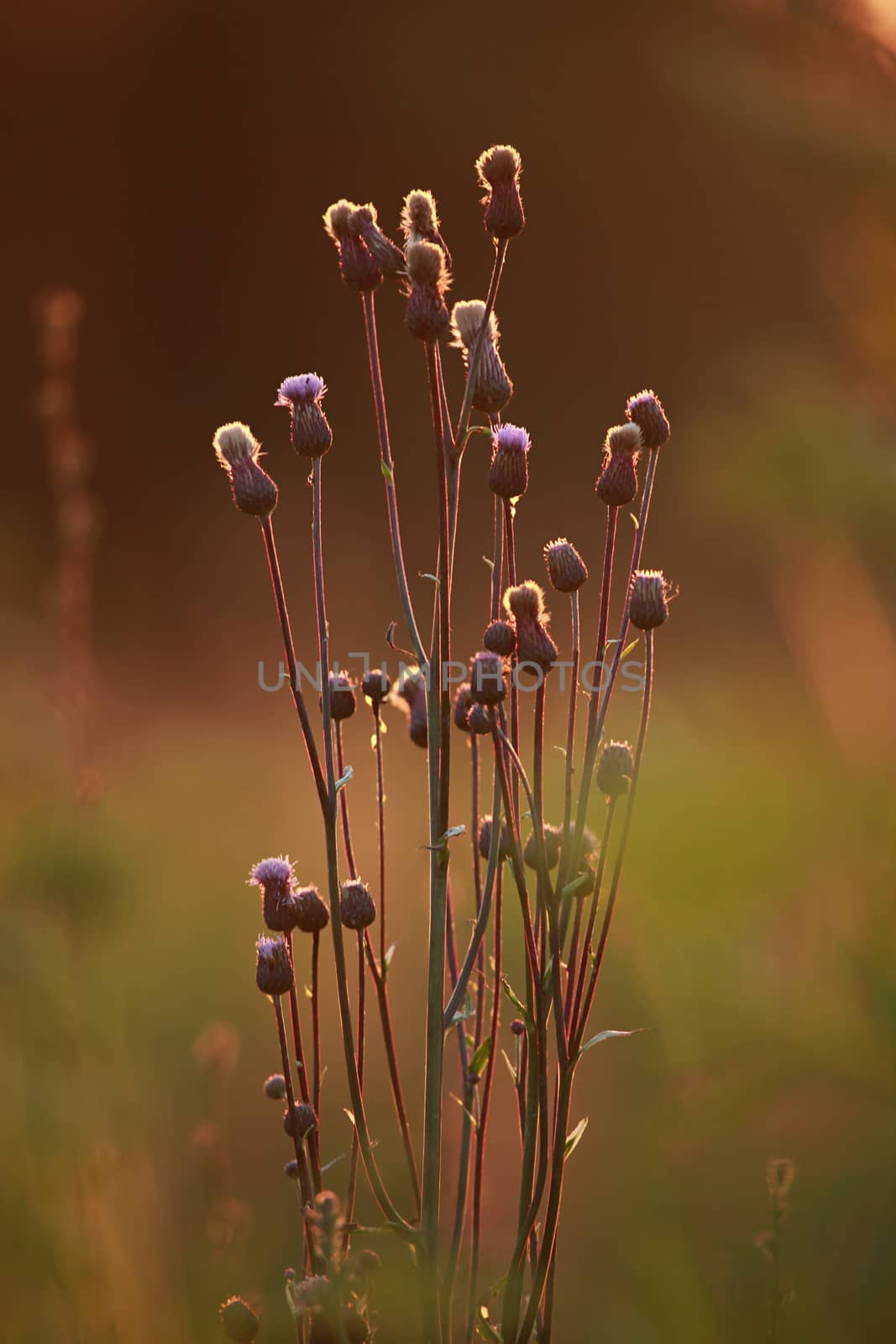 Field at sunset in autumn season. by fotorobs