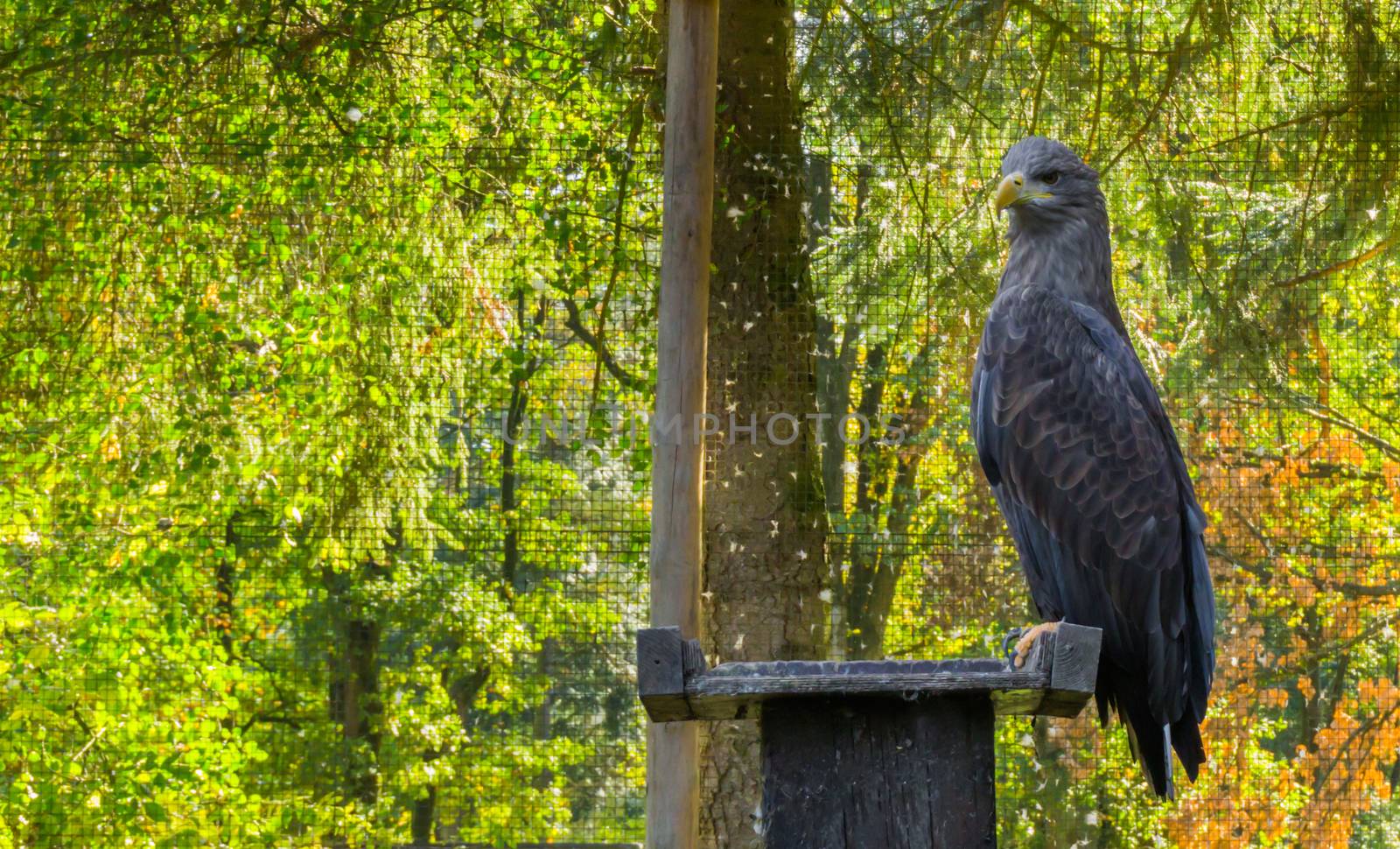 gray sea eagle sitting on a wooden pole, a big bird of prey from Eurasia