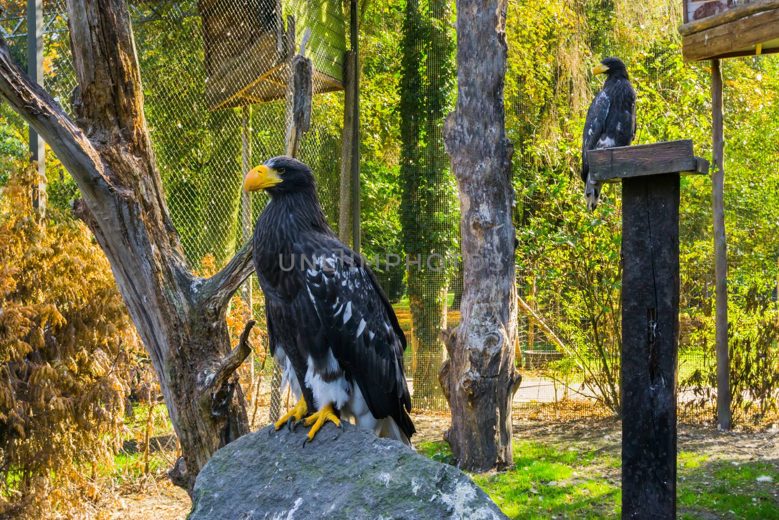 stellers sea eagle sitting on a rock with another sea eagle in the background, threatened bird of prey from japan by charlottebleijenberg