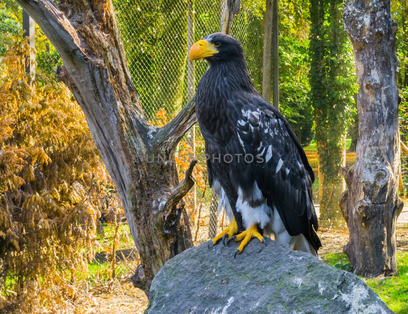 portrait of a stellers sea eagle standing on a rock, a big raptor from japan