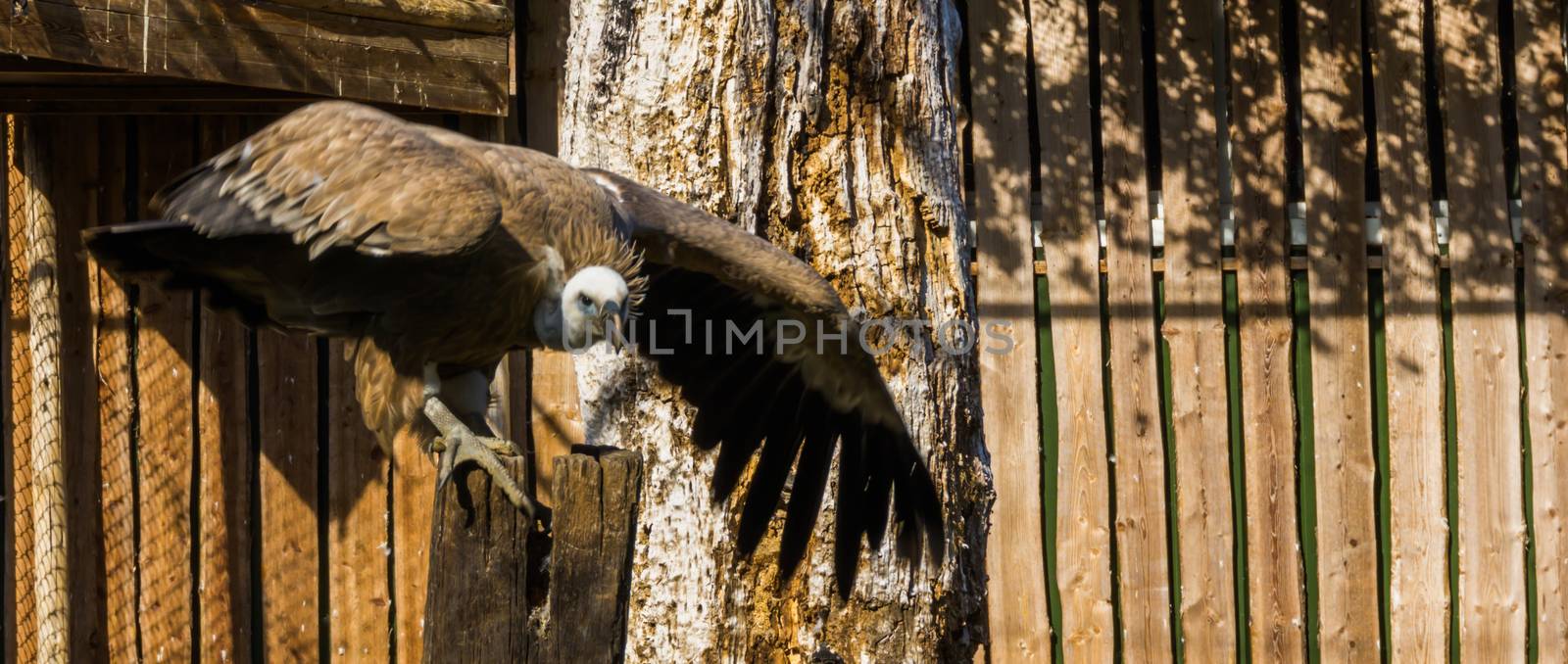 griffon vulture standing in a threatening pose, ready for take and spreading its wings