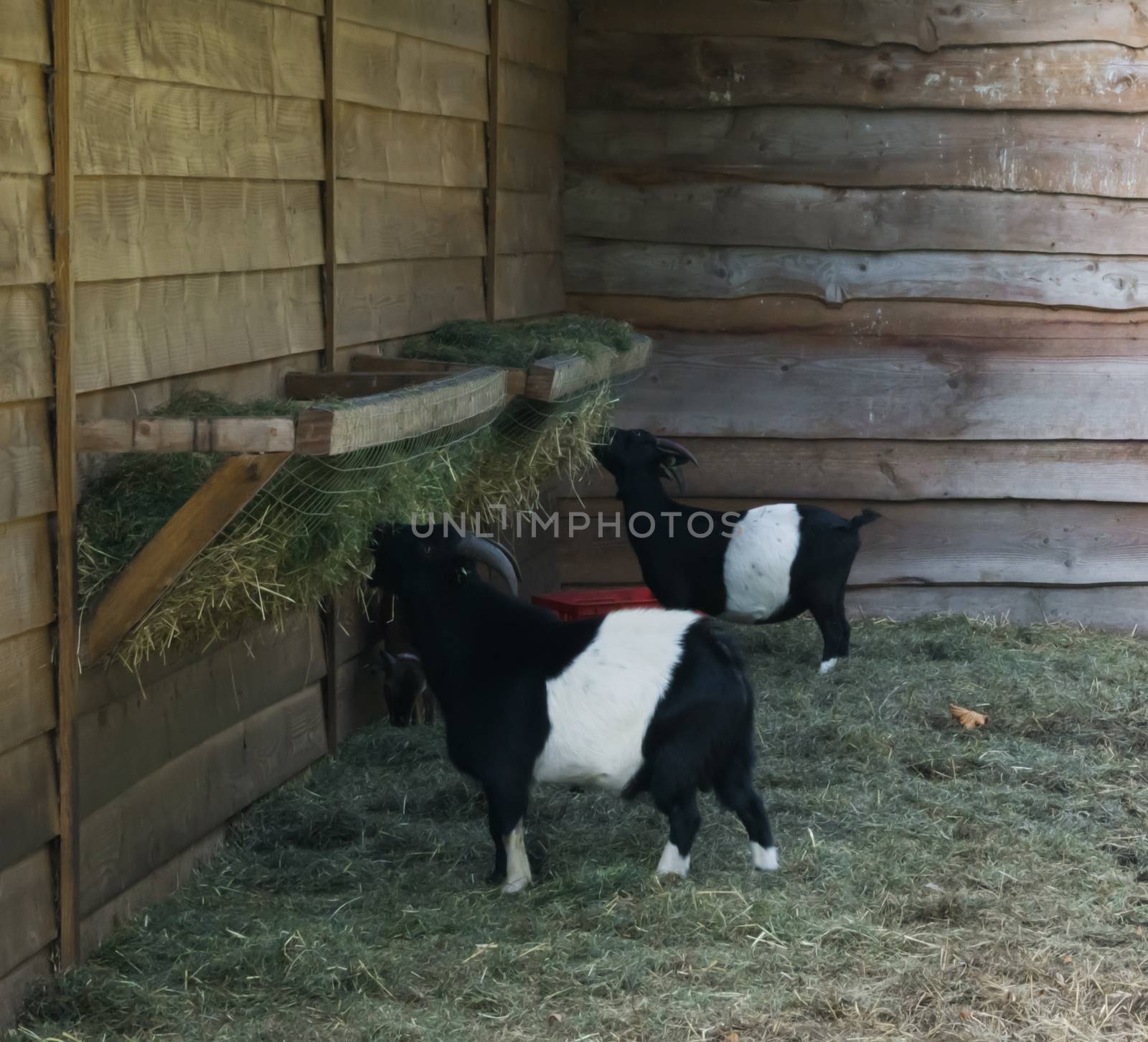 two small young goats eating hay from the stack, cute black and white colored goats by charlottebleijenberg