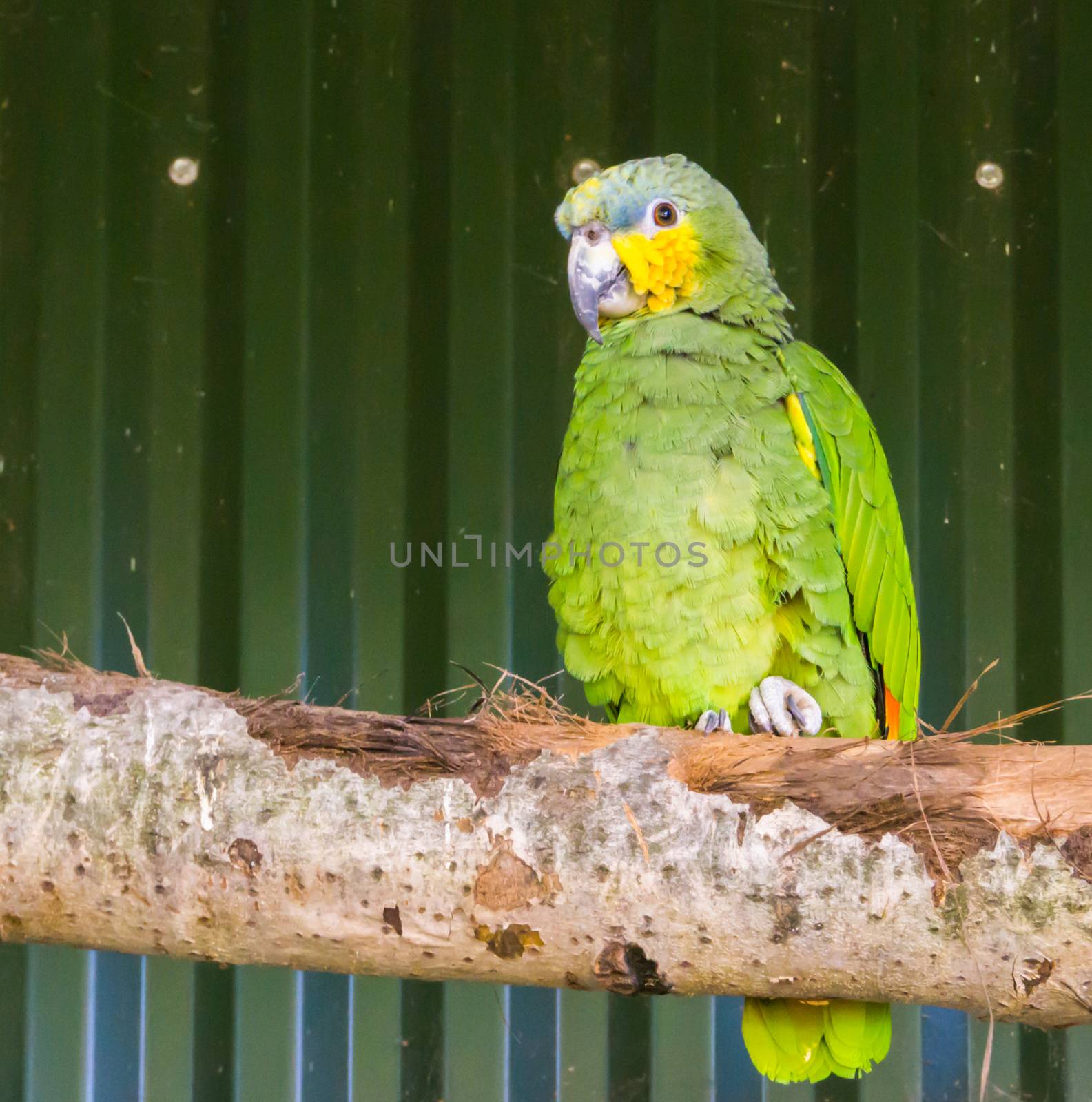 turquoise fronted amazon parrot sitting on a branch