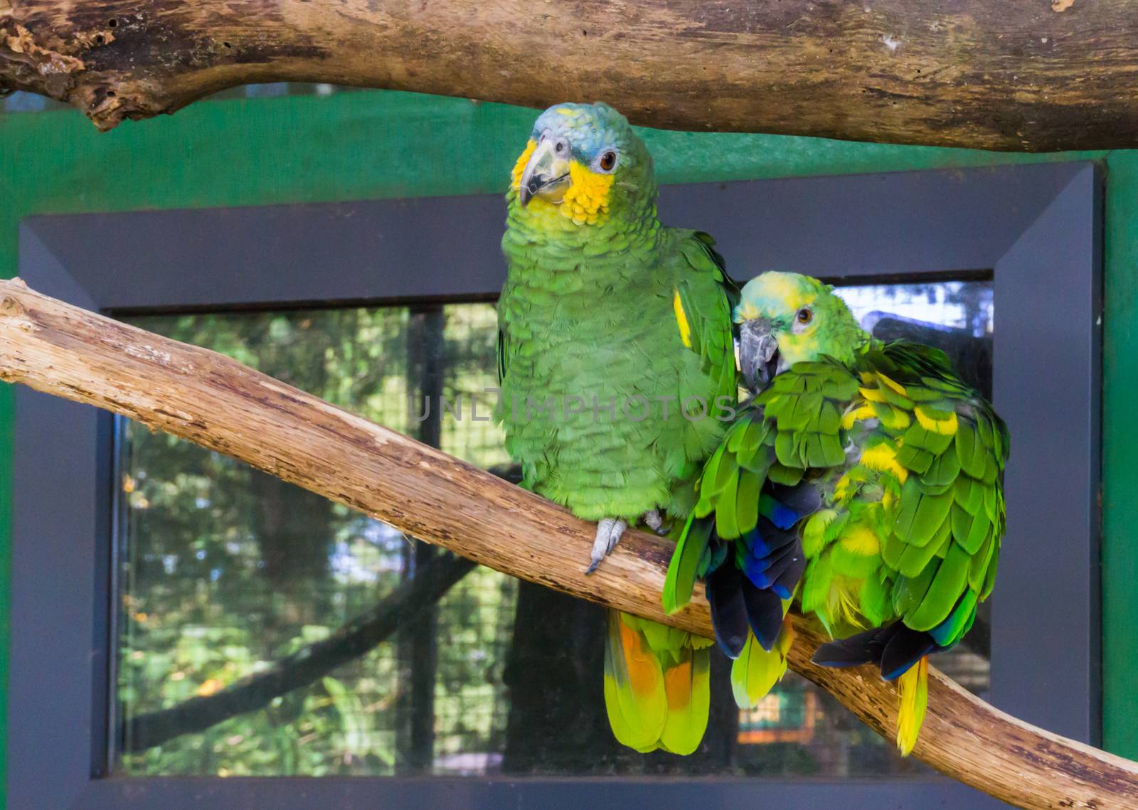two funny and happy blue fronted parrots, sitting on a branch together, tropical pets from America by charlottebleijenberg