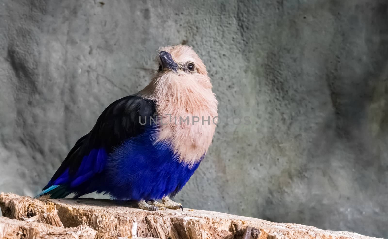 beautiful blue bellied roller in closeup sitting on a branch, a colorful bird from the savannah of africa by charlottebleijenberg