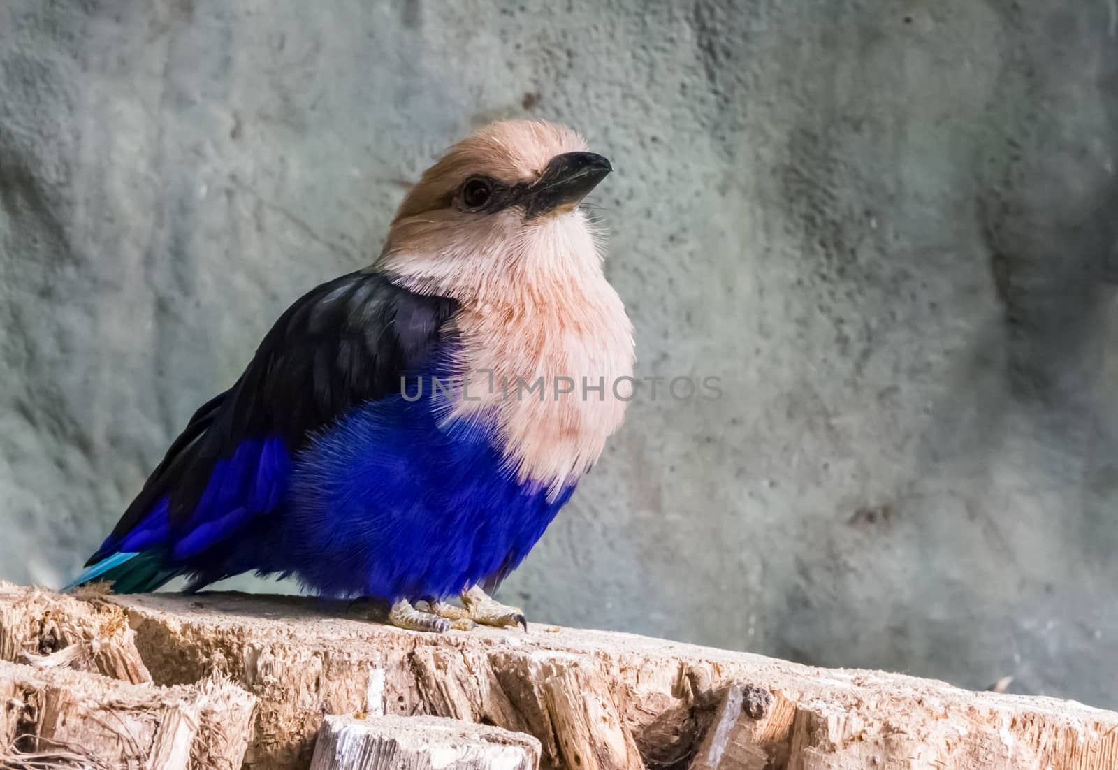 closeup of a blue bellied roller sitting on a tree stump, a beautiful and colorful bird from the savannah of africa by charlottebleijenberg