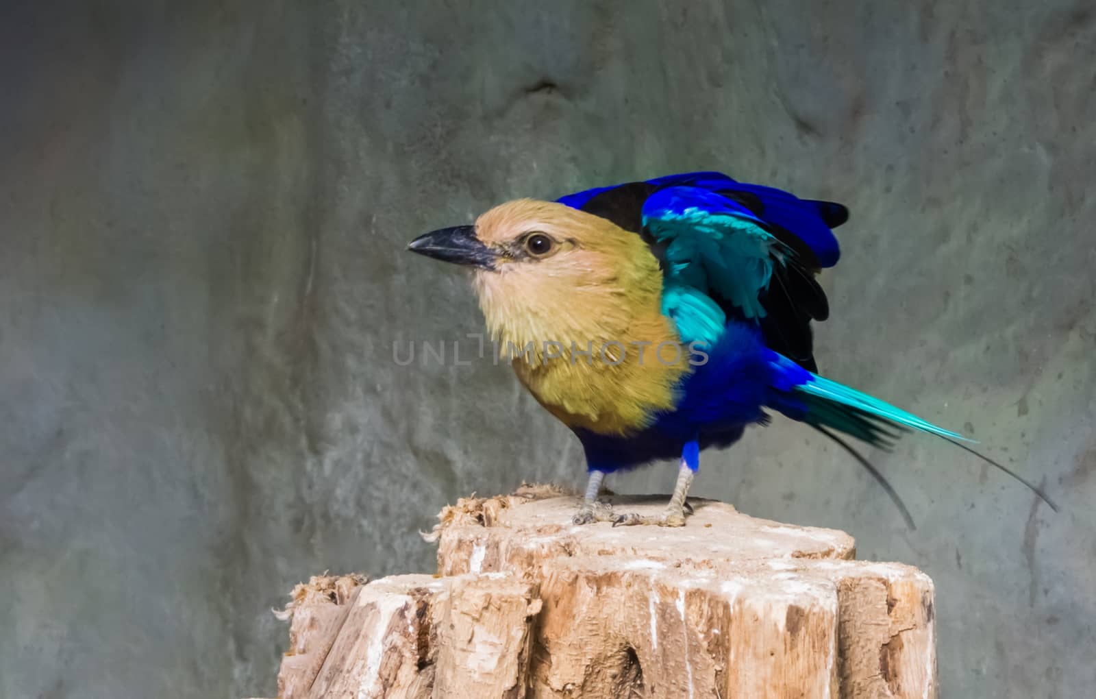 blue bellied roller standing on a tree stump with spread wings ready for take off by charlottebleijenberg