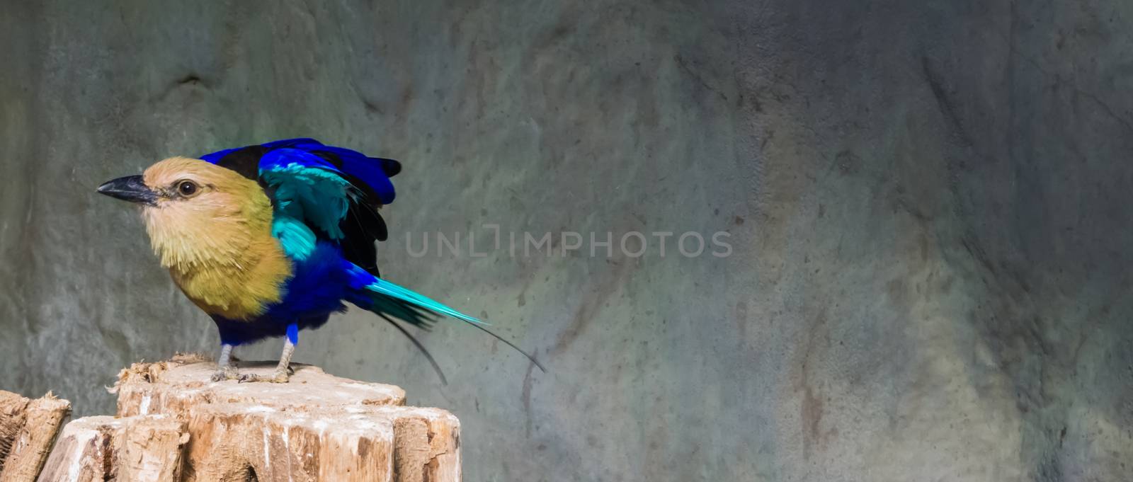 blue bellied roller standing in take off pose on a tree stump