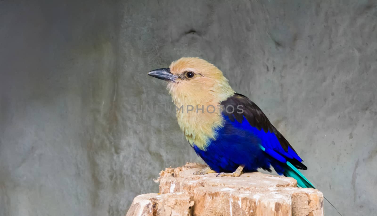 blue bellied roller sitting on a tree stump, a colorful bird that is well spread throughout the savannah of africa by charlottebleijenberg