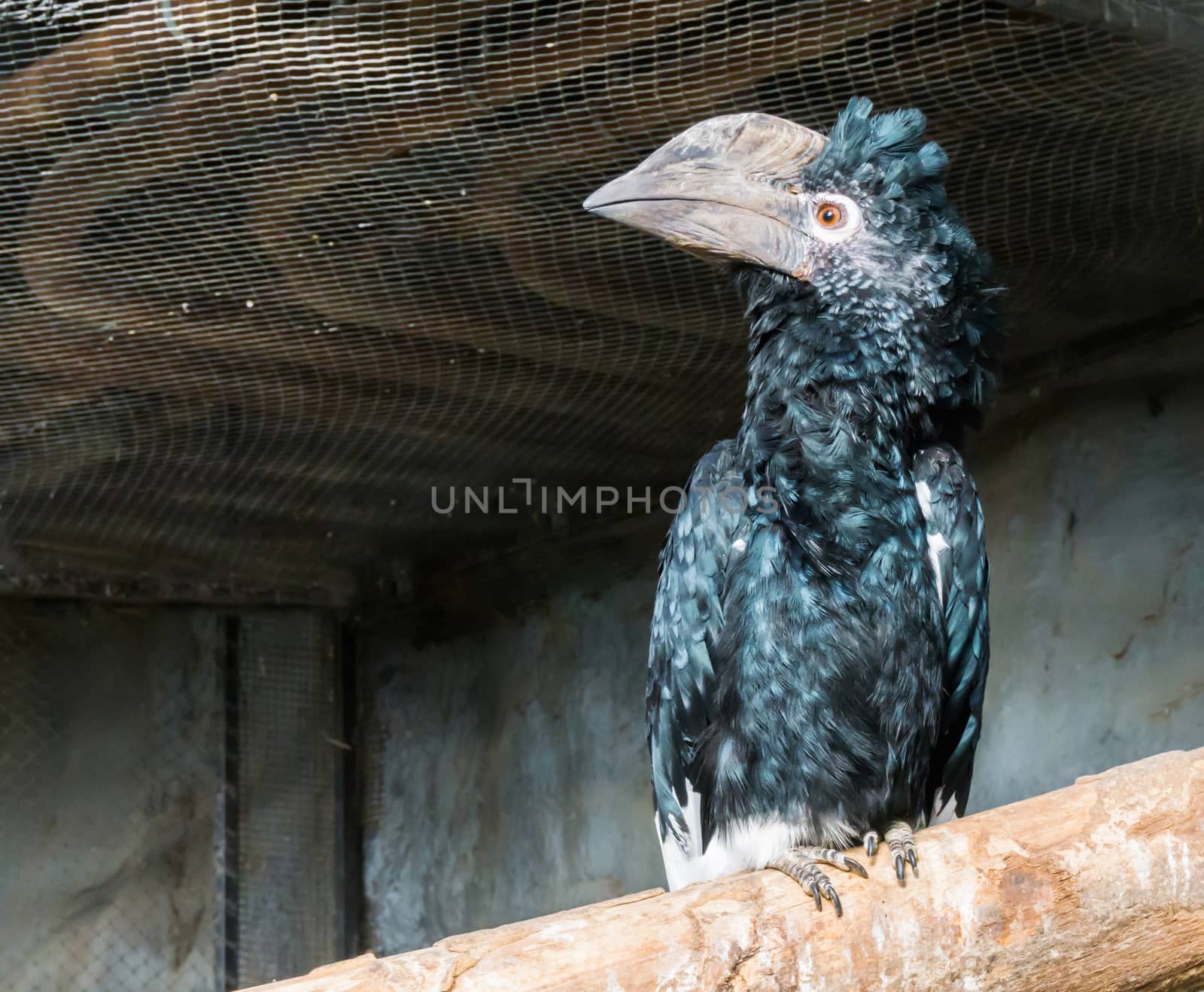 silvery cheeked hornbill bird sitting a branch, a tropical bird with a huge horned bill that lives in the african forest by charlottebleijenberg