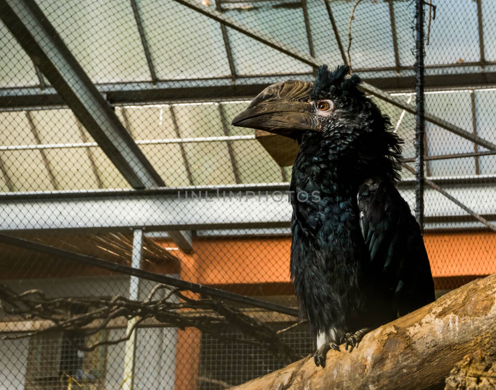 beautiful silvery cheeked hornbill bird sitting on a branch, a tropical bird from the forests of africa with a big horned bill