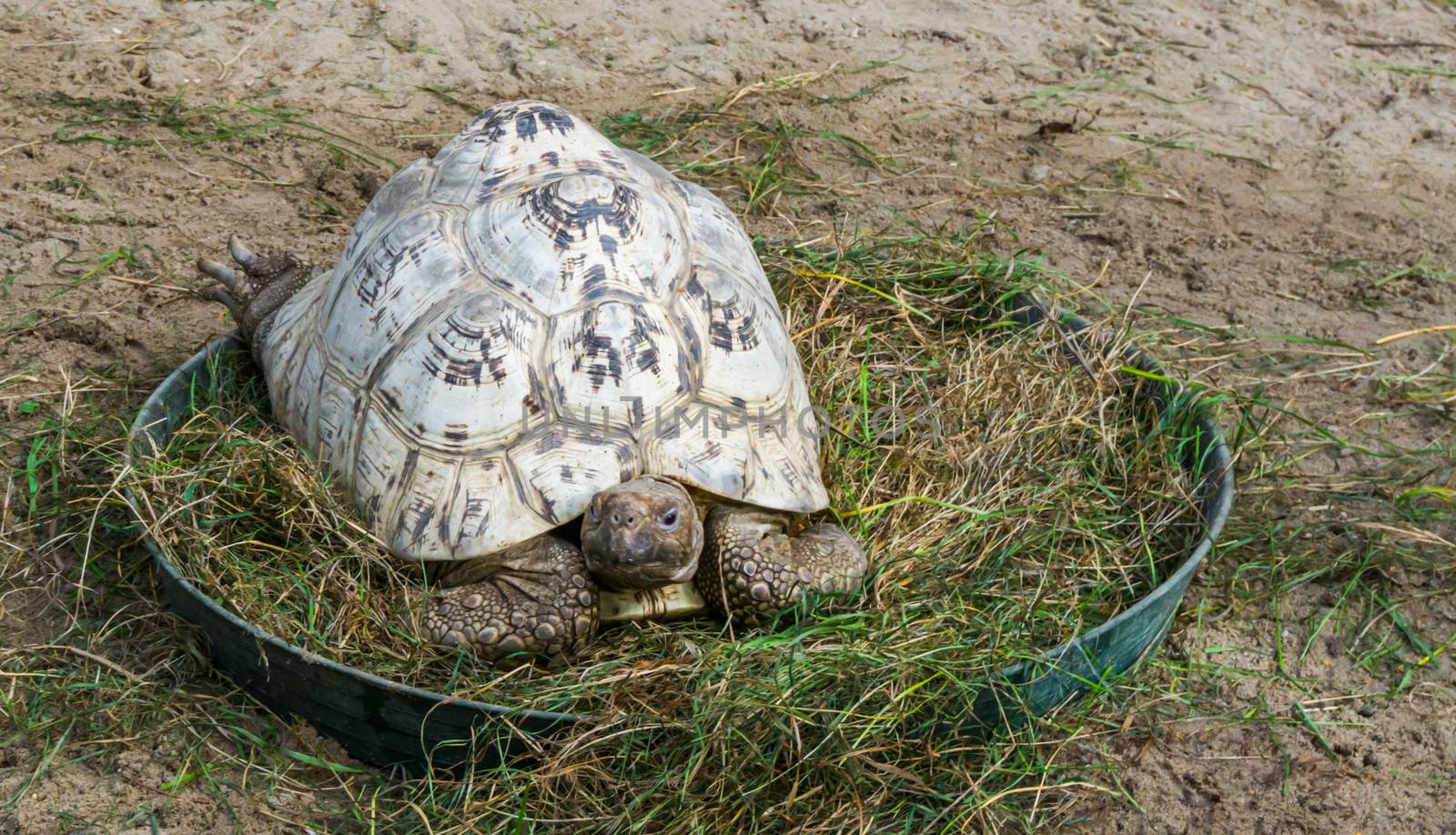 closeup of a leopard land turtle sitting in some grass, a tropical reptile from the Savannas of Africa by charlottebleijenberg