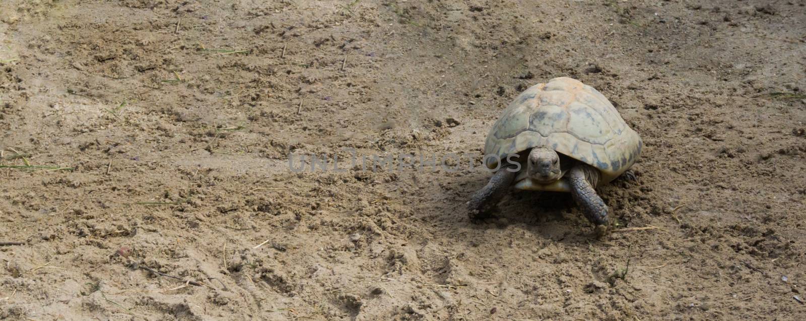 elongated turtle walking in the sand and looking towards camera by charlottebleijenberg