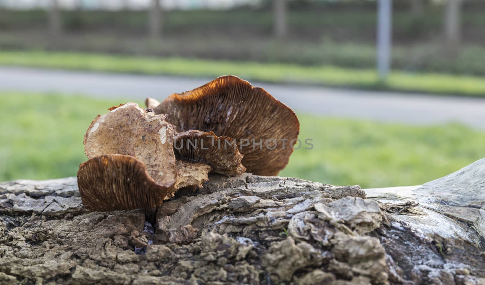 trunk of a tree with fungus in brown
