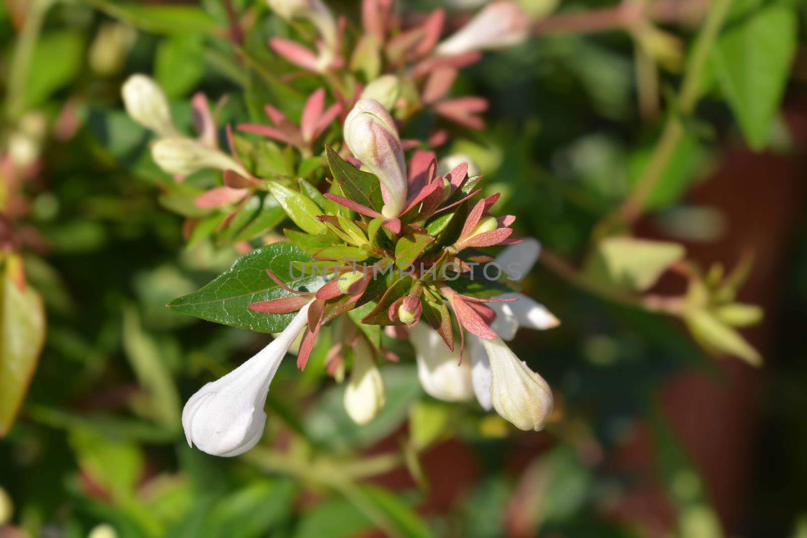 Glossy abelia - Latin name - Abelia x grandiflora