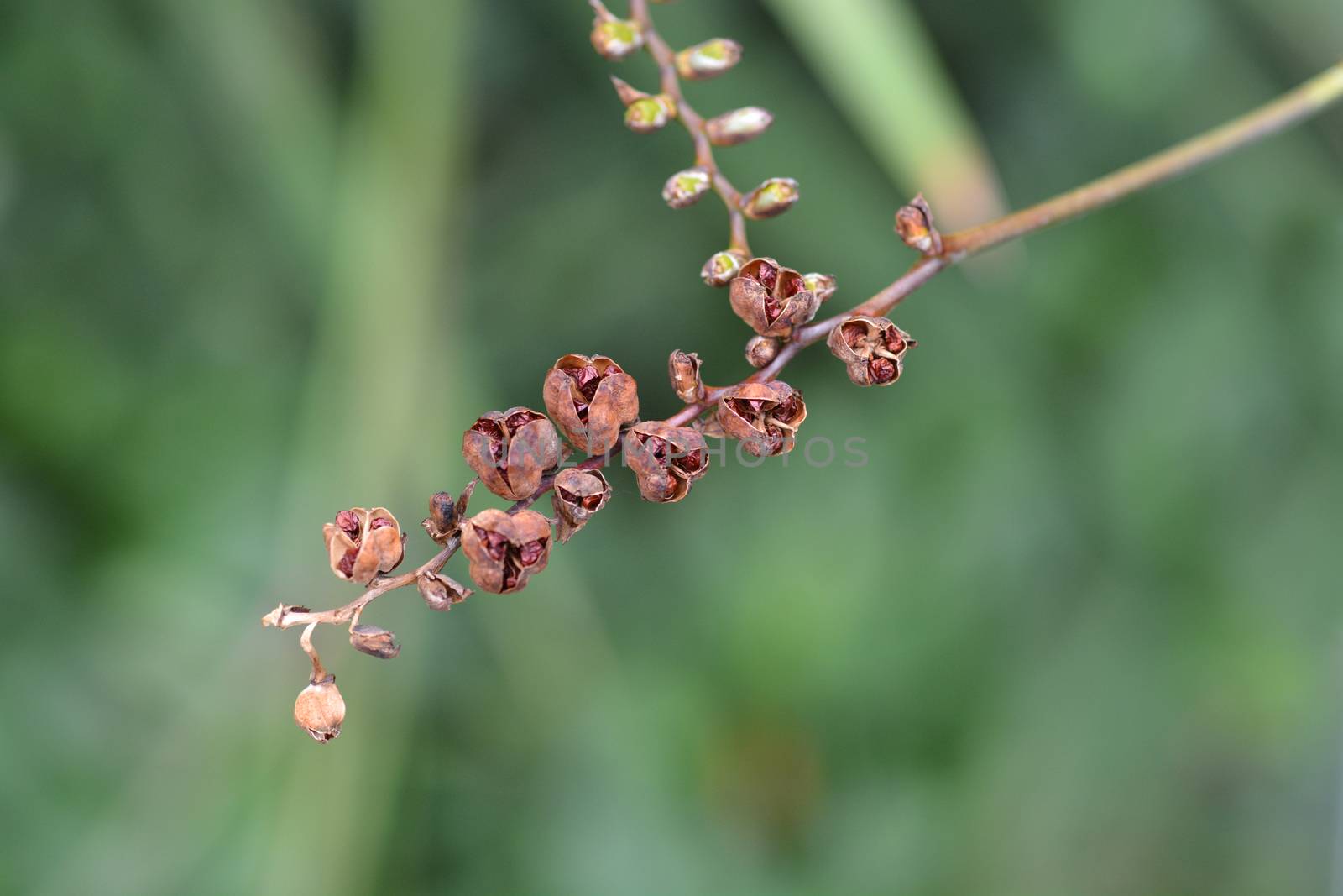 Montbretia Lucifer seeds by nahhan