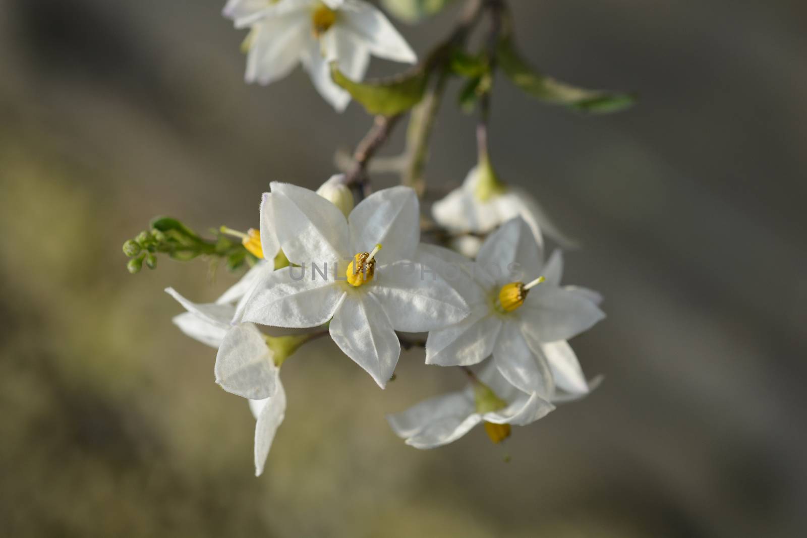 Potato vine white flowers and buds - Latin name - Solanum laxum (Solanum jasminoides)