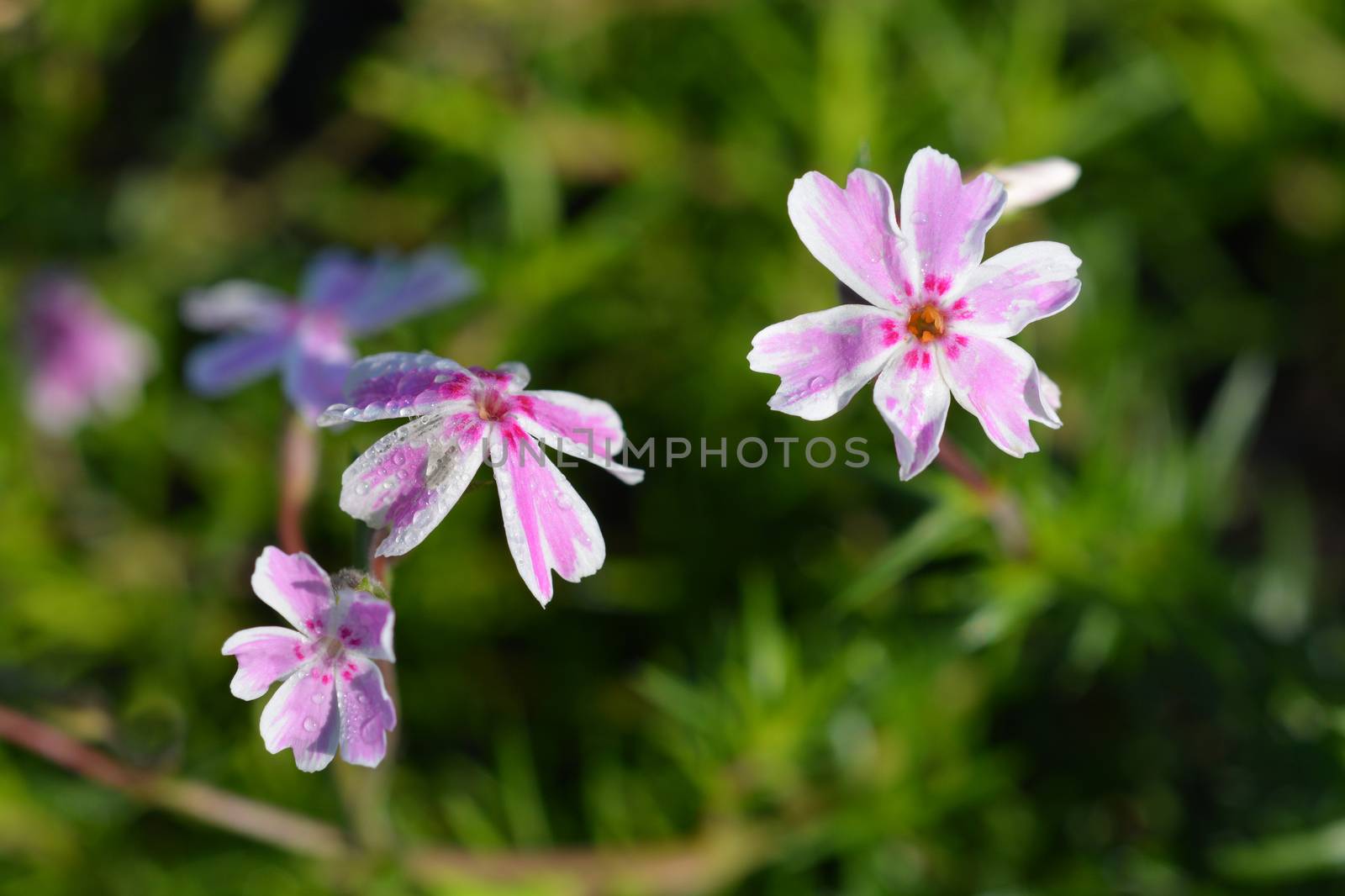 Creeping Phlox Candy Stripe - Latin name - Phlox subulata Candy Stripe