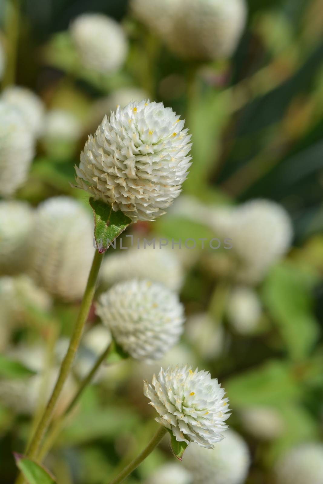 White globe amaranth - Latin name - Gomphrena globosa Alba