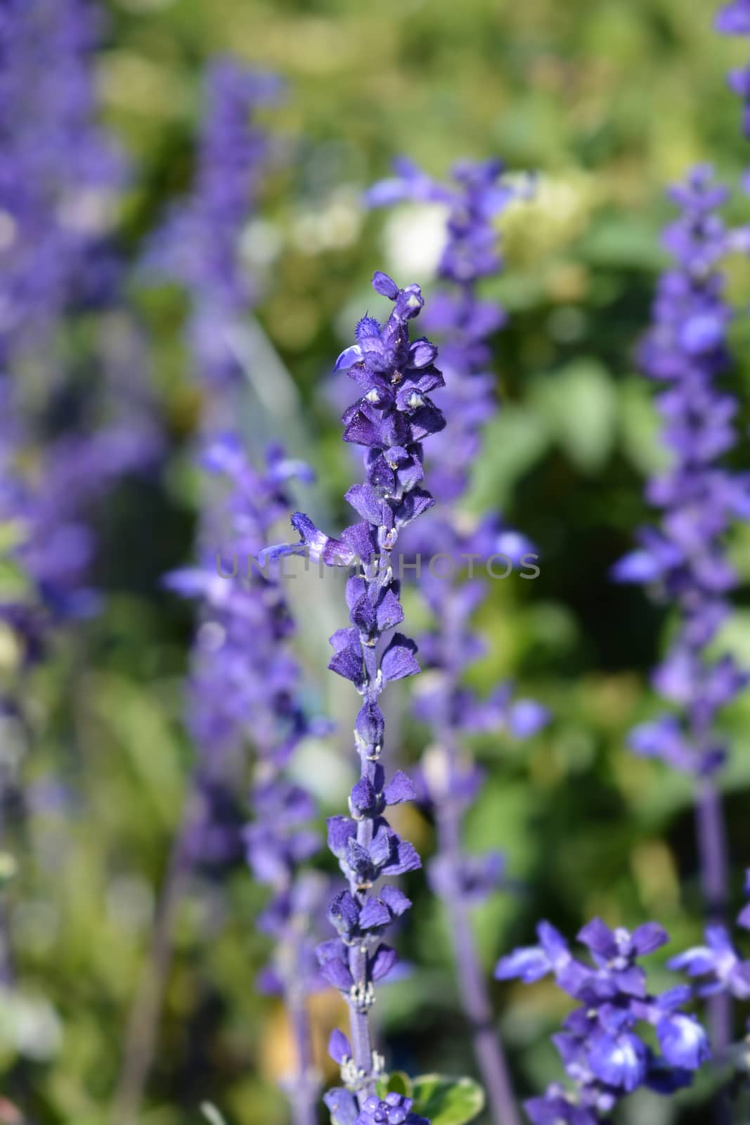 Mealycup sage Sallyfun Blue - Latin name - Salvia farinacea Sallyfun Blue