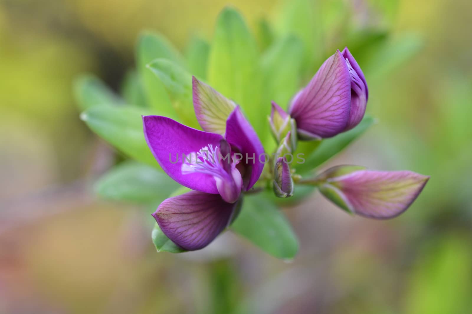 Myrtle-leaf milkwort - Latin name - Polygala myrtifolia