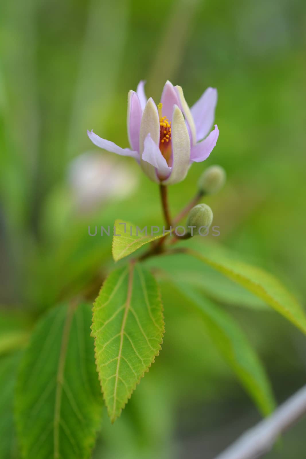 Tropical East African shrub purple flower - Latin name - Grewia similis