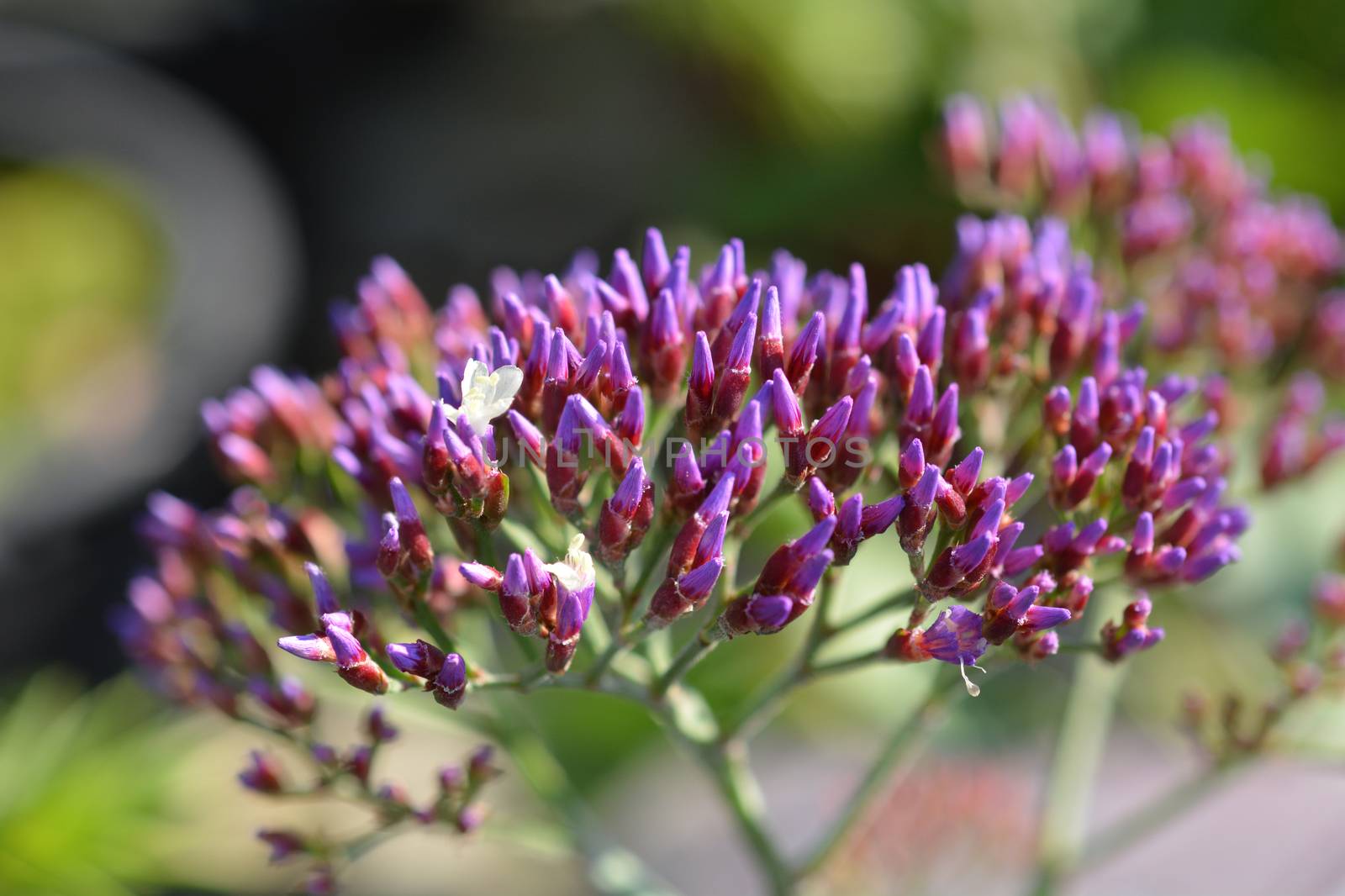 Salt Lake Sea Lavender - Latin name - Limonium Salt Lake