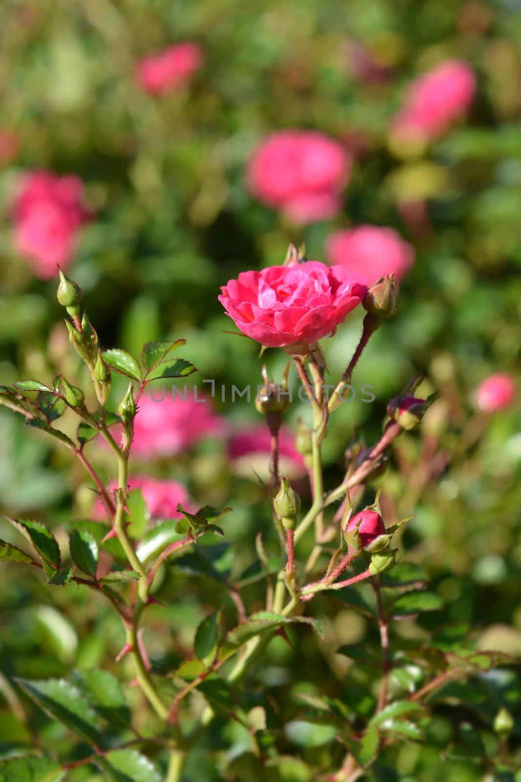 Lovely Fairy shrub rose by nahhan