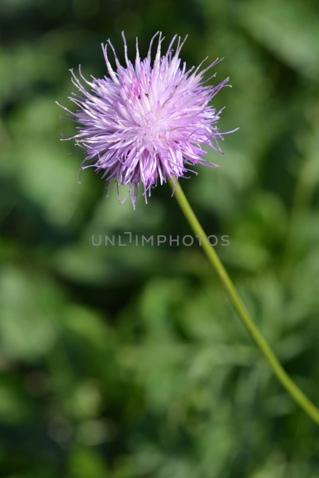 Single-flowered sawwort by nahhan