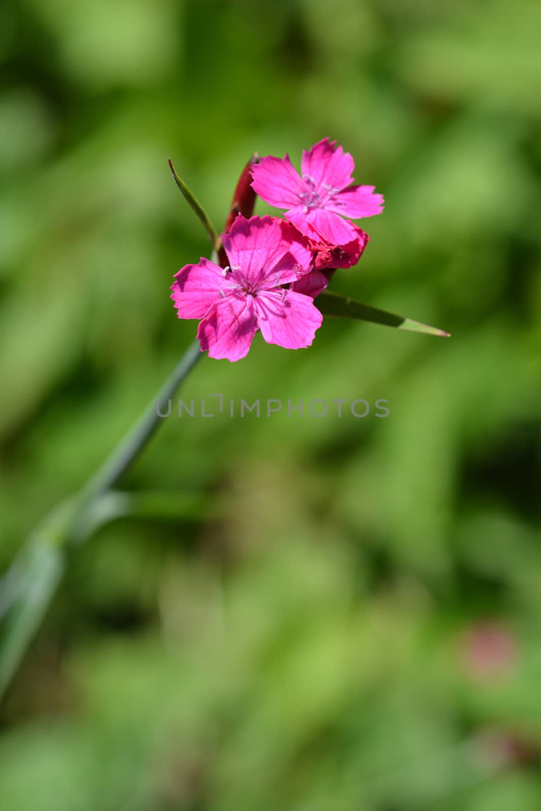 Croatian pink flower - Latin name - Dianthus giganteus subsp. croaticus