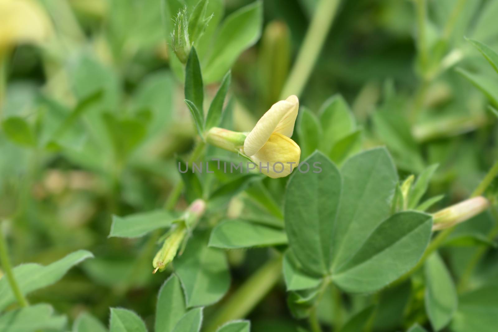 Dragons teeth yellow flower - Latin name - Tetragonolobus maritimus (synonym Lotus maritimus)