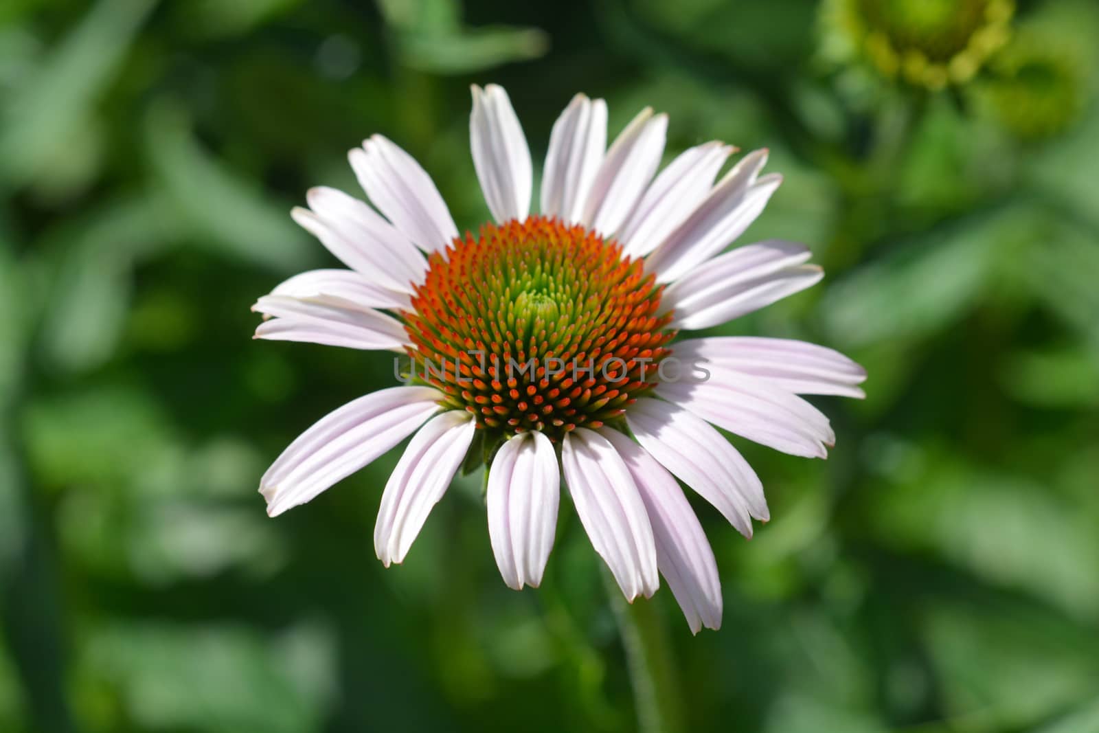 Pink coneflower Rubinstern - Latin name - Echinacea purpurea Rubinstern