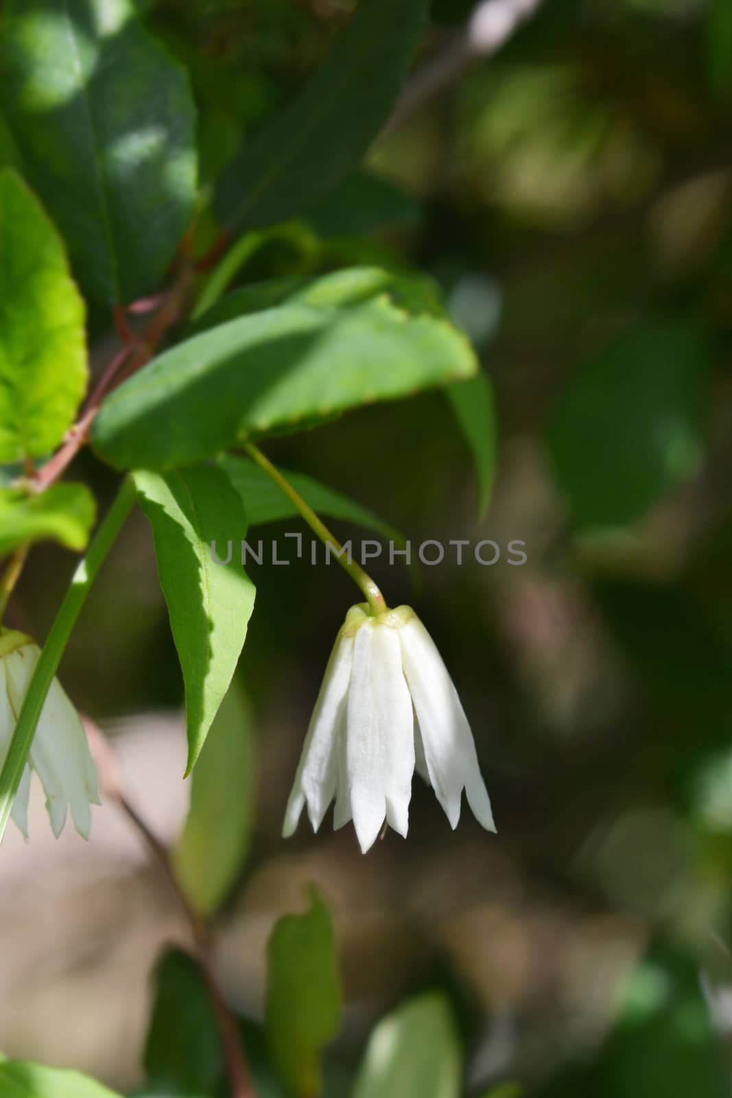 Lily of the valley tree - Latin name - Crinodendron patagua