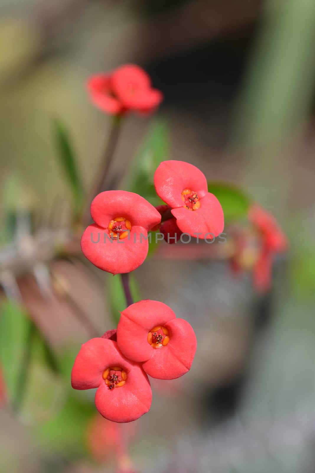 Christs thorn - Latin name - Euphorbia milii var. milii
