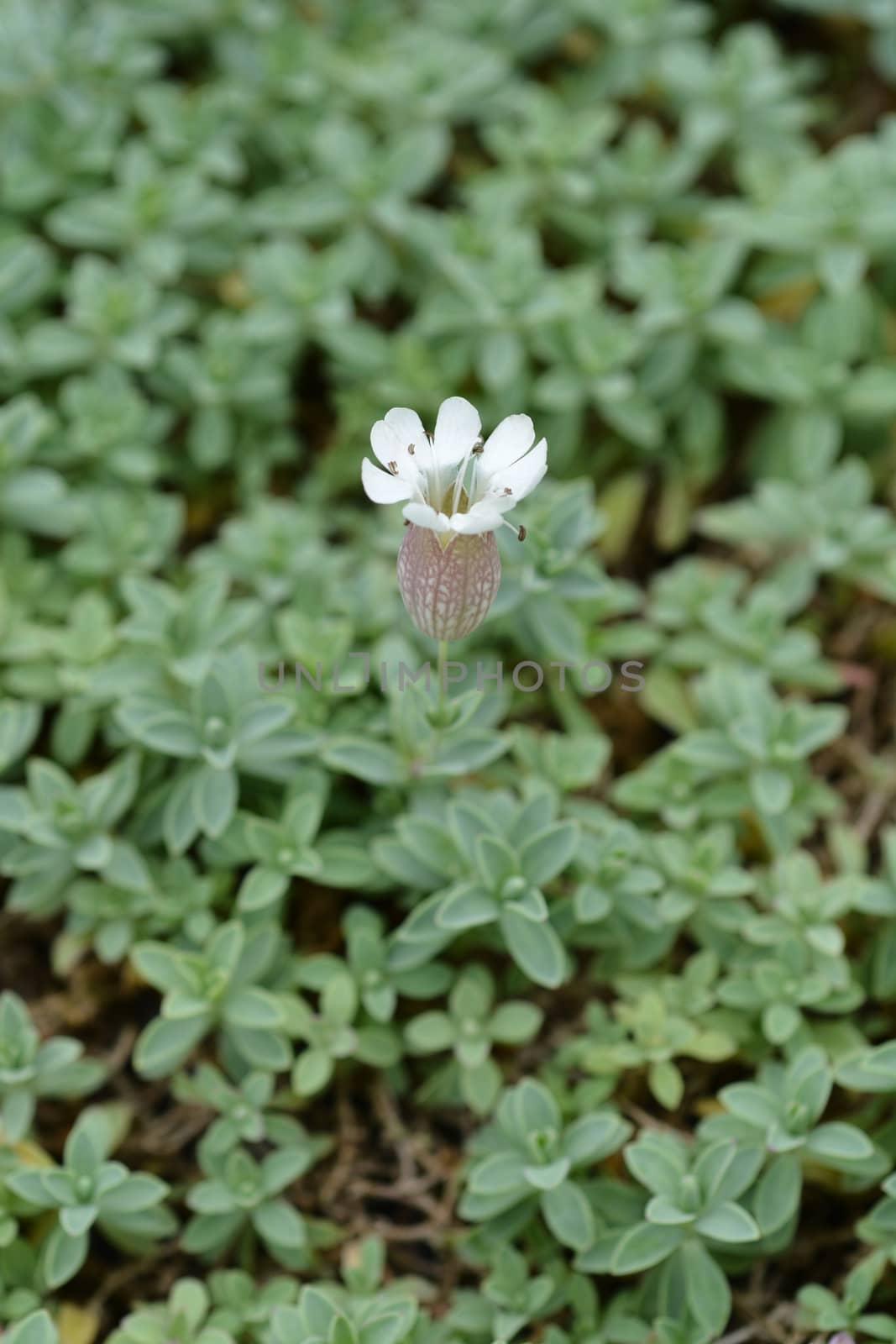 Sea campion white flower - Latin name - Silene vulgaris subsp. maritima