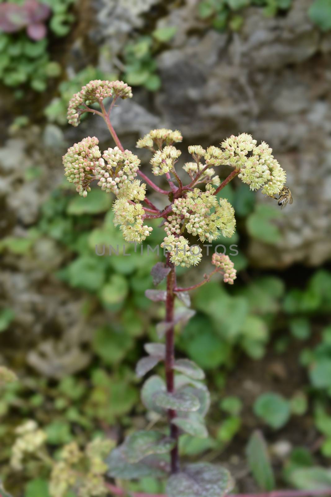 Tallest stonecrop - Latin name - Hylotelephium telephium subsp. maximum (Sedum telephium subsp. maximum)