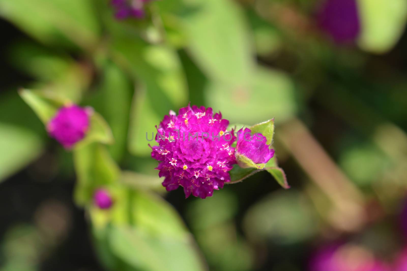 Globe amaranth Violacea by nahhan