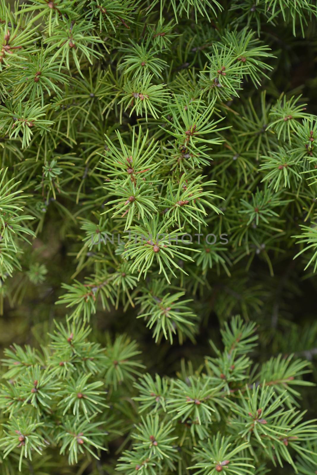 Dwarf Alberta Spruce by nahhan