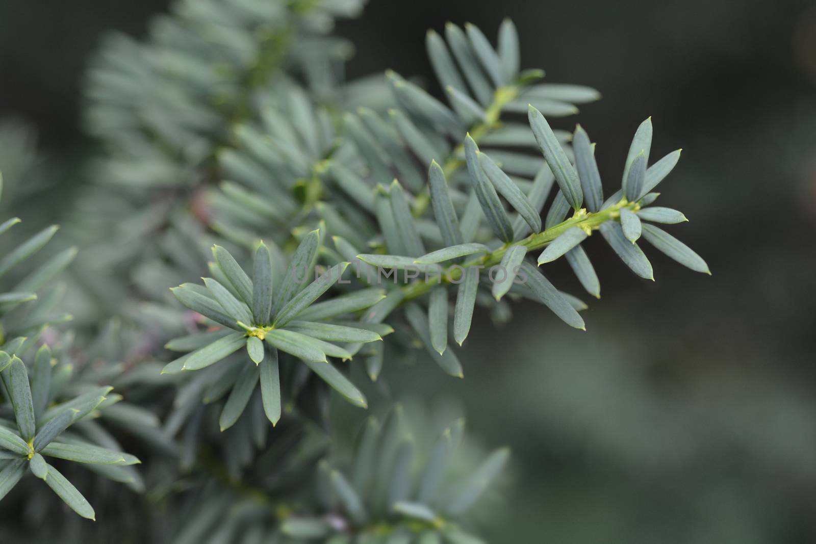 European common yew - Latin name - Taxus baccata L. var. horizontalis Knight